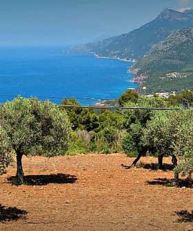 Olive trees on a hillside with a view of the sea and mountains in the background. - Olive Oil Times