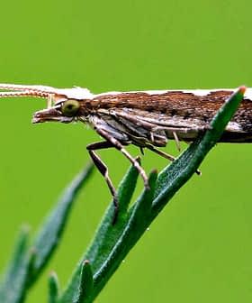 A close-up image of a moth perched on a green leaf with a blurred background. - Olive Oil Times