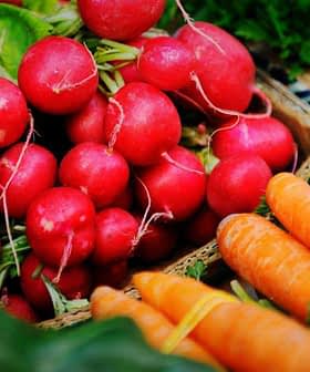 A collection of red radishes and orange carrots arranged on a surface with leafy greens. - Olive Oil Times