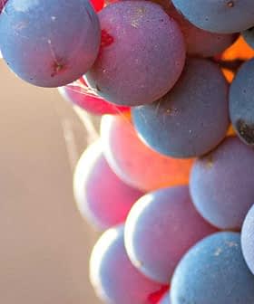 Close-up image of a cluster of grapes with varying shades of blue and purple. - Olive Oil Times