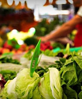 Variety of fresh vegetables including lettuce and radicchio displayed at a market stall. - Olive Oil Times
