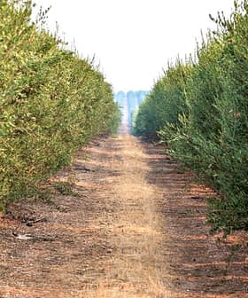 Pathway between rows of olive trees in an orchard, with dry ground in between. - Olive Oil Times