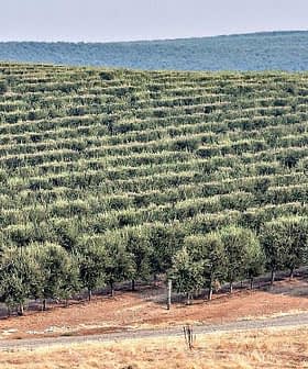 Rows of olive trees arranged in a hillside olive grove with a distant landscape. - Olive Oil Times