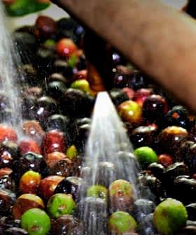 Water spraying over a mixture of black and green olives in an olive oil processing facility. - Olive Oil Times