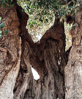 A large, ancient olive tree with a thick, gnarled trunk and lush green leaves. - Olive Oil Times