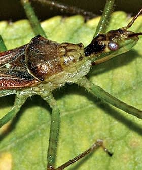 Close-up image of a Zelus renardii insect on a green leaf. - Olive Oil Times