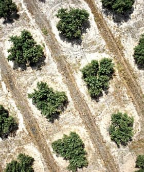 Aerial view of an olive grove showing rows of olive trees arranged in circular patterns. - Olive Oil Times