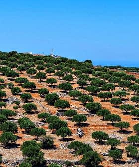 Expansive olive grove with numerous olive trees arranged in rows on a hillside. - Olive Oil Times