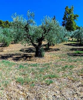 Panoramic view of an olive grove with multiple olive trees under a clear blue sky. - Olive Oil Times