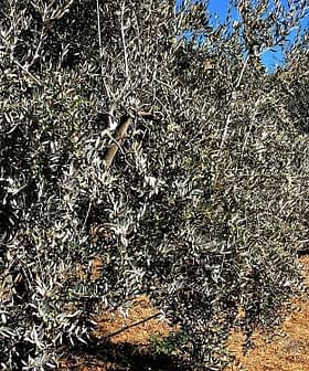 Row of olive trees growing in a field under clear blue sky. - Olive Oil Times
