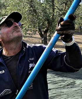 Man using a long pole to harvest olives from a tree in an olive grove. - Olive Oil Times
