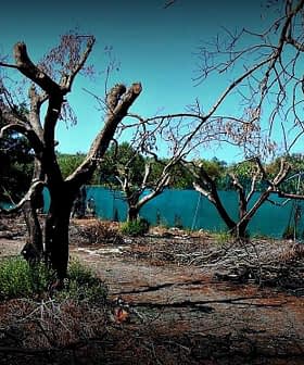 A landscape featuring leafless trees along a body of water with dry vegetation on the ground. - Olive Oil Times