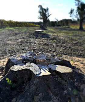 Close-up view of a tree stump in an agricultural field with distant trees and vines. - Olive Oil Times