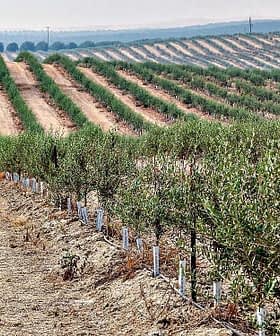 Rows of olive trees in an orchard with a dirt path running through the center. - Olive Oil Times