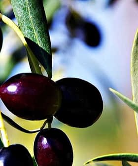Branches of an olive tree featuring clusters of black and dark purple olives among green leaves. - Olive Oil Times