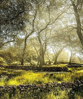 Sunlight filtering through olive trees in a grove with grassy ground and stone walls. - Olive Oil Times