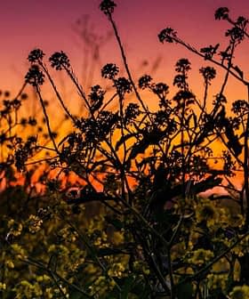 Silhouette of wildflowers against a colorful sunset sky with shades of orange and purple. - Olive Oil Times