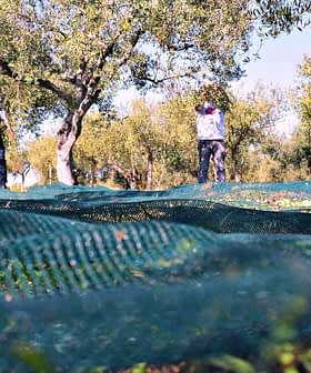 Workers collecting olives in an orchard with nets spread on the ground for harvesting. - Olive Oil Times
