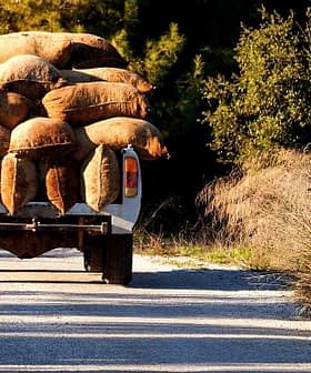 A trailer filled with burlap bags being pulled along a gravel path. - Olive Oil Times