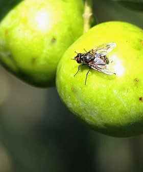 Close-up of two green fruits with a small insect resting on one of them. - Olive Oil Times