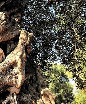 An ancient olive tree with a thick, gnarled trunk and green leaves in a natural setting. - Olive Oil Times