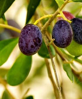 A close-up view of a branch with ripe black olives and green leaves. - Olive Oil Times