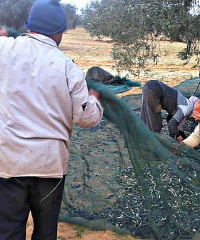 Group of people collecting olives from the ground using nets during harvest season. - Olive Oil Times