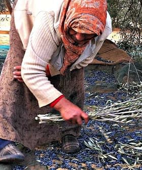 Woman in traditional clothing gathering olive branches on the ground during harvest season. - Olive Oil Times