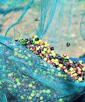 Hands holding a net filled with various colored olives during the harvesting process. - Olive Oil Times