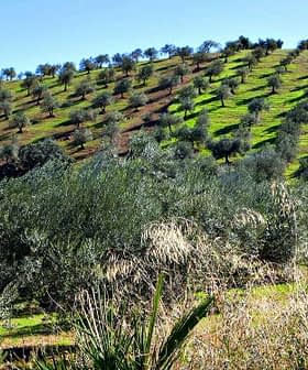 A hillside covered with rows of olive trees in a green landscape under a clear blue sky. - Olive Oil Times