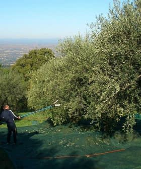 Person using a pole to harvest olives from a tree in an olive grove. - Olive Oil Times