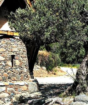 A stone building with a sloped roof next to a large olive tree. - Olive Oil Times