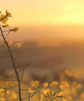 A close-up of yellow wildflowers silhouetted against a sunset sky. - Olive Oil Times