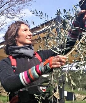 Individual using a tool to harvest olives from a tree branch in an outdoor setting. - Olive Oil Times