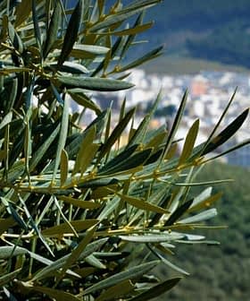 Close-up of an olive tree branch with green leaves and a blurred city in the background. - Olive Oil Times