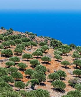 A landscape featuring an olive grove on a hillside with a view of the ocean in the background. - Olive Oil Times