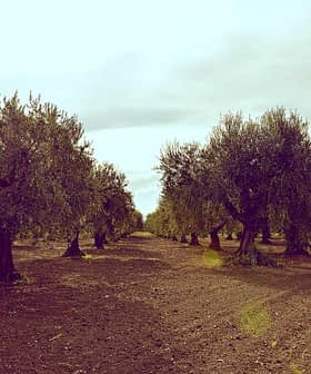 Row of olive trees in a cultivated field under a cloudy sky. - Olive Oil Times