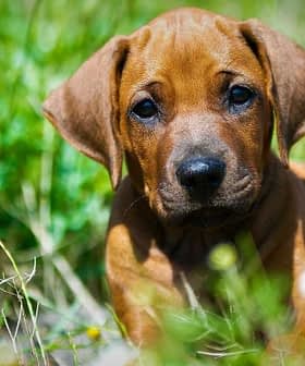 A brown puppy resting on green grass with small white flowers around it. - Olive Oil Times