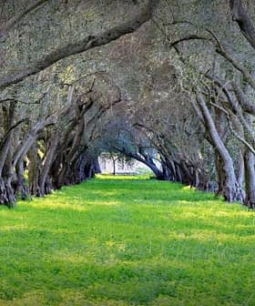 Pathway lined with olive trees and green grass in a grove setting. - Olive Oil Times