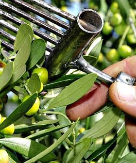 A hand holding a metal rake used for harvesting olives from a tree branch. - Olive Oil Times