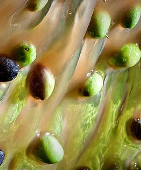 Fresh olives flowing through a processing machine during oil extraction. - Olive Oil Times