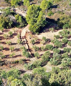 Aerial view of an olive grove with neatly arranged rows of olive trees. - Olive Oil Times