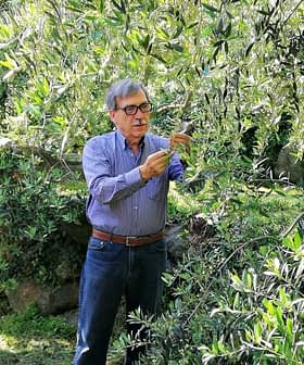 An older man wearing glasses is harvesting olives from a tree in an olive grove. - Olive Oil Times
