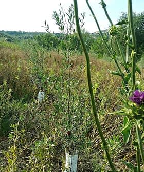 Field of wildflowers featuring a prominent thistle plant with purple flowers and green foliage. - Olive Oil Times