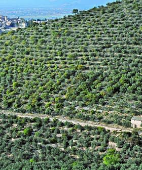 Expansive olive grove with a small building and a village visible on a hillside in the background. - Olive Oil Times