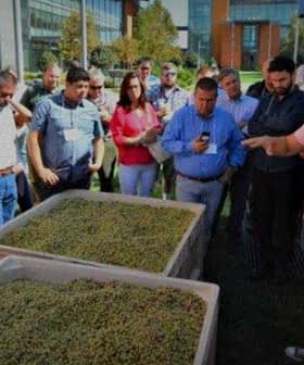 A group of people gathered around two large containers filled with olives during an olive oil production demonstration. - Olive Oil Times