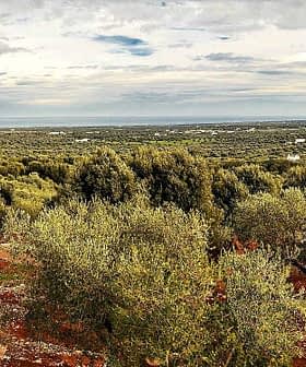 Panoramic view of an olive grove with numerous olive trees and a cloudy sky. - Olive Oil Times