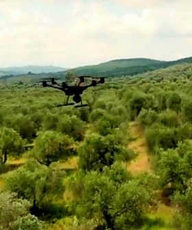 A drone flying above a lush olive grove with trees stretching across the landscape. - Olive Oil Times