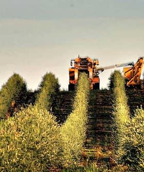 Olive harvesting machine operating in a neatly arranged olive grove with trees in rows. - Olive Oil Times