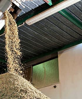 Olive oil being processed, with a large pile of olive pomace beneath a conveyor system. - Olive Oil Times